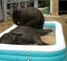 Funny Links - Baby Elephants In a Kiddie Pool 
