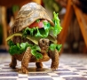 Funny Animals - Turtle Burger
