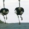 Funny Animals - Ostriches Running