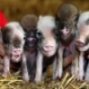 Funny Animals - Piglets