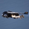 Cool Pictures - Real Jet Pack