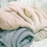Funny Animals - Dog or Towel?