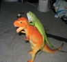Cool Pictures - Lizard Humping Dinasour
