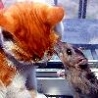 Funny Animals - Weird Friendship