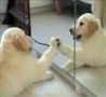 Funny Links - Puppy vs Mirror 