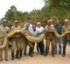 Cool Links - BIG Snake!
