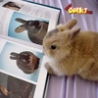 Funny Links - Bunny Yearbook