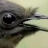 Cool Links - Insane Bird Mimic Skills