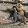 Funny Animals - Attack of the Birdies