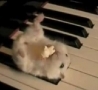 Funny Links - Hamster On A Piano