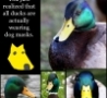 Funny Links - Ducks Will Never Be The Same