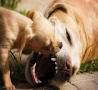 Funny Animals - Brave Puppy