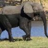 Funny Animals - Half Wet Elephant