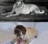 Funny Links - Pugs Then and Now