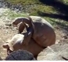 Funny Links - Turtle Says "Wow" While Mating