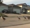 Funny Links - Geese March Down Street