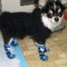 Funny Animals - Doggy Socks