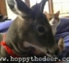 Cool Links - Hoppy the Deer Licks the Cat 