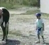 Funny Links - Never Stand Behind a Horse