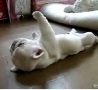 Funny Links - Puppy Cant Roll Over