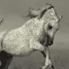 Funny Animals - Arab Horses