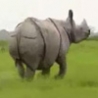 Cool Links - Rhino Chases Car