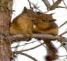 Funny Animals - Photo of Squirrels in Love