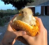 Funny Animals - Chicky Sandwich
