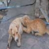 Funny Animals - Cat Drinks The Dog