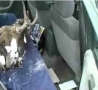 Funny Links - Moose Head in the Backseat Prank