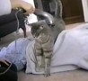 Funny Links - Cat Loves a Back Massage 