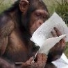 Funny Animals - Monkey Studying