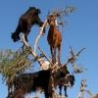 Funny Animals - Goat Tree
