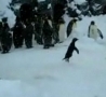 Funny Links - Penguin Has Happy Feet