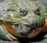 Cool Links - Hungry Frog