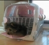Funny Links - Escapee Puppy 