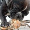 Funny Animals - Dog Eats Crab
