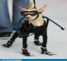 Funny Animals - Scuba Dog