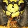 Funny Animals - Close Up Wasps
