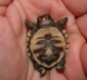 Cool Links - Teenage Mutant Tiny Turtle