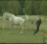 Funny Links - Horse Kick to the Face! 