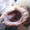 Funny Animals - Congo River Fish