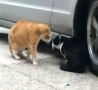 Funny Animals - Cats Talking-Hilarious Video