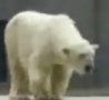 Funny Links - Dancing Polar Bear