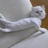 Funny Links - Poor Shaven Kitty