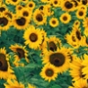 Cool Pictures - Flowers Desktop Images