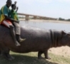 Cool Links - Riding a Hippo