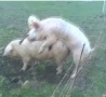 Funny Links - Barb Wire Ruins Pig Romance
