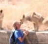 Funny Links - Kissing a Lion