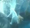 Funny Links - Polar Bear Takes a Dump